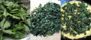 Brennesselomelette – nettle omelette